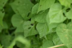 Coleoptera