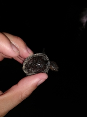 Kinosternon creaseri