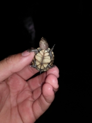 Kinosternon creaseri