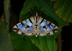 Conchylodes salamisalis