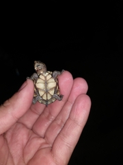 Kinosternon creaseri