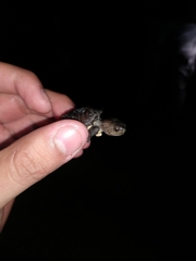 Kinosternon creaseri