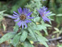 Symphyotrichinae