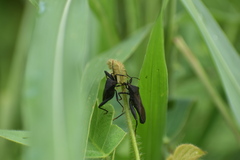 Coreoidea