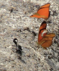 Dryas iulia