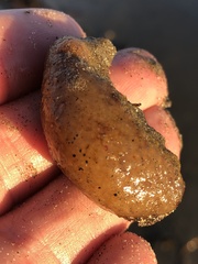 Aplidium californicum