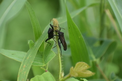 Coreoidea