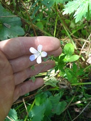Geranium pseudosibiricum