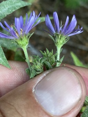 Symphyotrichinae