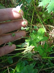 Geranium pseudosibiricum