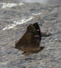 Doxocopa