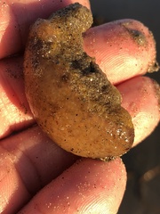 Aplidium californicum