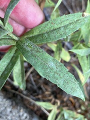 Symphyotrichinae