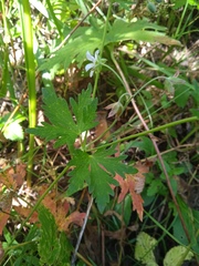 Geranium pseudosibiricum