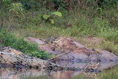 Varanus salvator macromaculatus