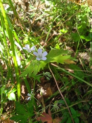 Geranium pseudosibiricum