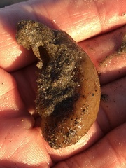 Aplidium californicum