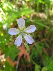 Geranium pseudosibiricum