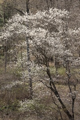 Amelanchier arborea arborea