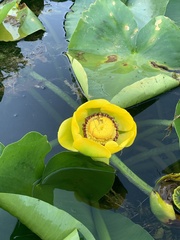 Nuphar polysepala