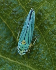 Graphocephala atropunctata