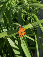 Tectocoris diophthalmus