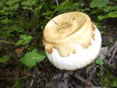 Russula foetens