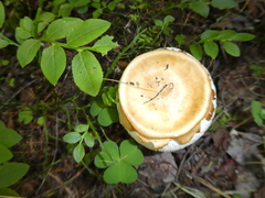 Russula foetens