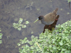 Pardirallus sanguinolentus