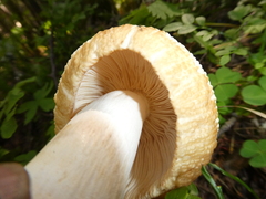 Russula foetens