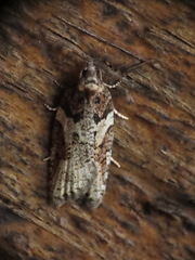 Acleris gloveranus