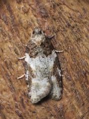 Acleris gloveranus