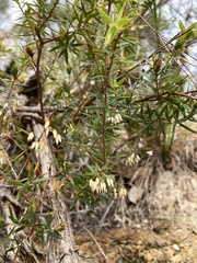 Styphelieae