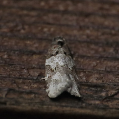 Acleris gloveranus