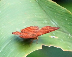 Zemeros emesoides