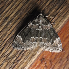 Dysstroma citrata