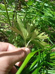 Anemonastrum