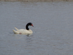 Cygnus melancoryphus