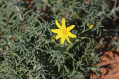 Senecio gregorii