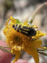Acmaeodera amplicollis