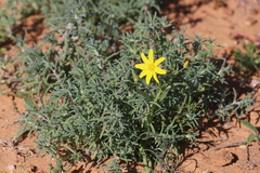 Senecio gregorii