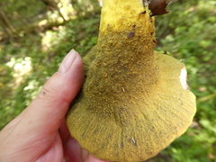 Hypomyces luteovirens