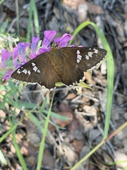 Apyrrothrix araxes