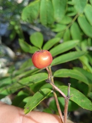 Sorbus sibirica