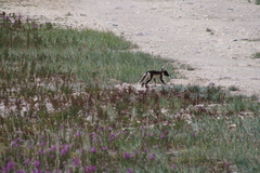 Vulpes lagopus