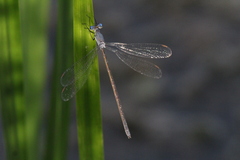 Lestes congener