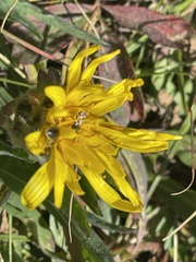 Taraxacum ceratophorum
