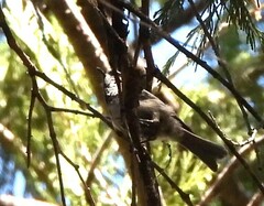 Setophaga nigrescens