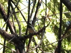 Setophaga nigrescens