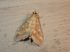 Ostrinia